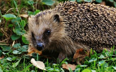 Avez-vous déjà essayé d’épiler un hérisson ?