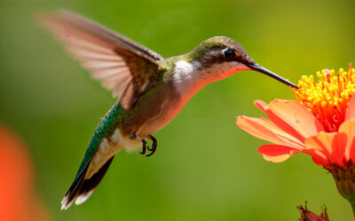 Éloge de l’immobilisme